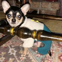 Koal (pending), a male Chihuahua for sale in Gettysburg, PA – Photo 7 of 10