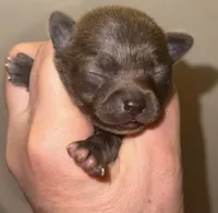 Koal, a male Chihuahua for sale in Gettysburg, PA – Photo 2 of 10