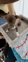 Tilly, a female French Bulldog and Chihuahua for sale in Gettysburg, PA – 2 of 2