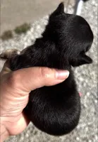 Leo long hair, a male Chihuahua for sale in Gettysburg, PA – Photo 6 of 10