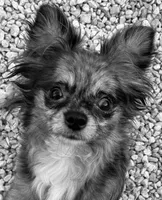 Leo long hair, a male Chihuahua for sale in Gettysburg, PA – Photo 10 of 10