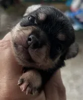 Leo long hair, a male Chihuahua for sale in Gettysburg, PA – Photo 7 of 10