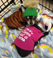 Leo long hair, a male Chihuahua for sale in Gettysburg, PA – Photo 2 of 10