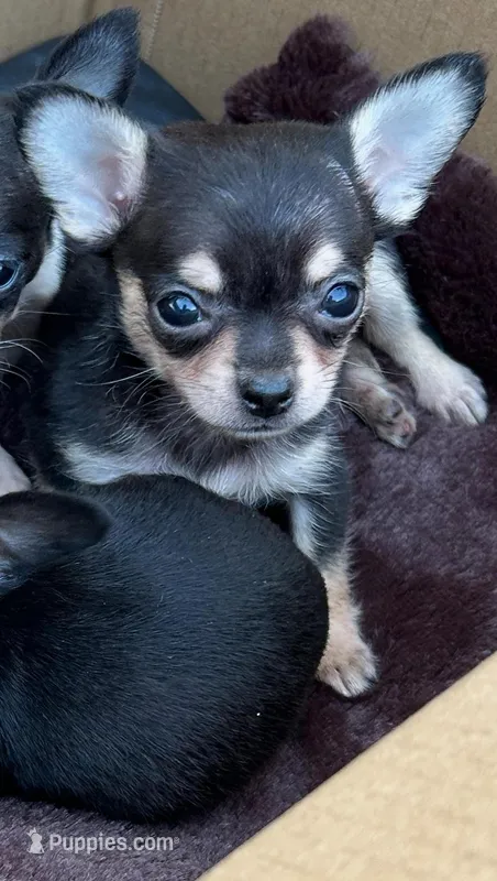 Leo long hair, a male Chihuahua for sale in Gettysburg, PA – Photo 1 of 10