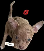 Sophie(pending), a female Chihuahua for sale in Gettysburg, PA – Photo 2 of 4