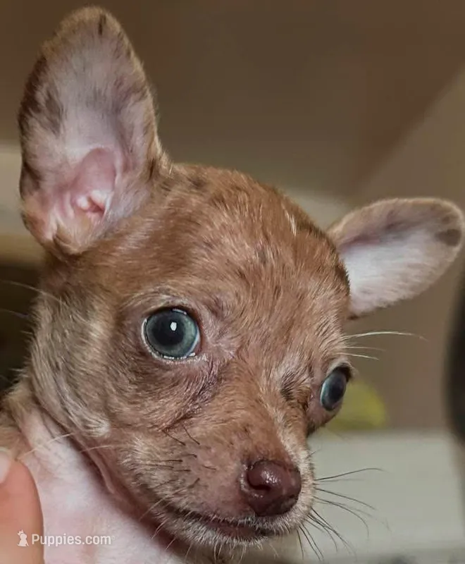 Sophie(pending), a female Chihuahua for sale in Gettysburg, PA – Photo 1 of 4
