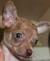 Sophie(pending), a female Chihuahua for sale in Gettysburg, PA – Photo 1 of 4