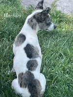 Sophie(pending), a female Chihuahua for sale in Gettysburg, PA – Photo 4 of 4