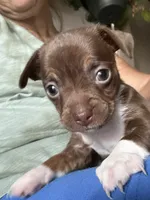 Runt, a female French Bulldog and Chihuahua for sale in Gettysburg, PA – 1 of 1