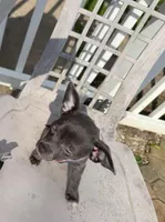 Koal, a male Chihuahua for sale in Gettysburg, PA – Photo 2 of 2