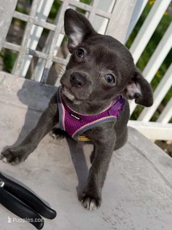 Koal – Chihuahua puppy for sale in Gettysburg, PA