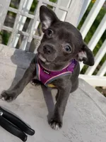 Koal, a male Chihuahua for sale in Gettysburg, PA – Photo 1 of 2