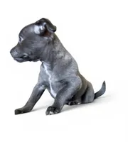 Silver, a male Chihuahua for sale in Gettysburg, PA – 2 of 3