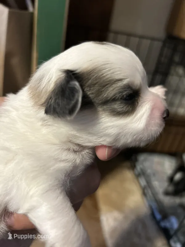 Merlin – Chihuahua puppy for sale in Gettysburg, PA