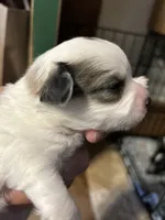 Merlin, a male Chihuahua for sale in Gettysburg, PA – 1 of 3