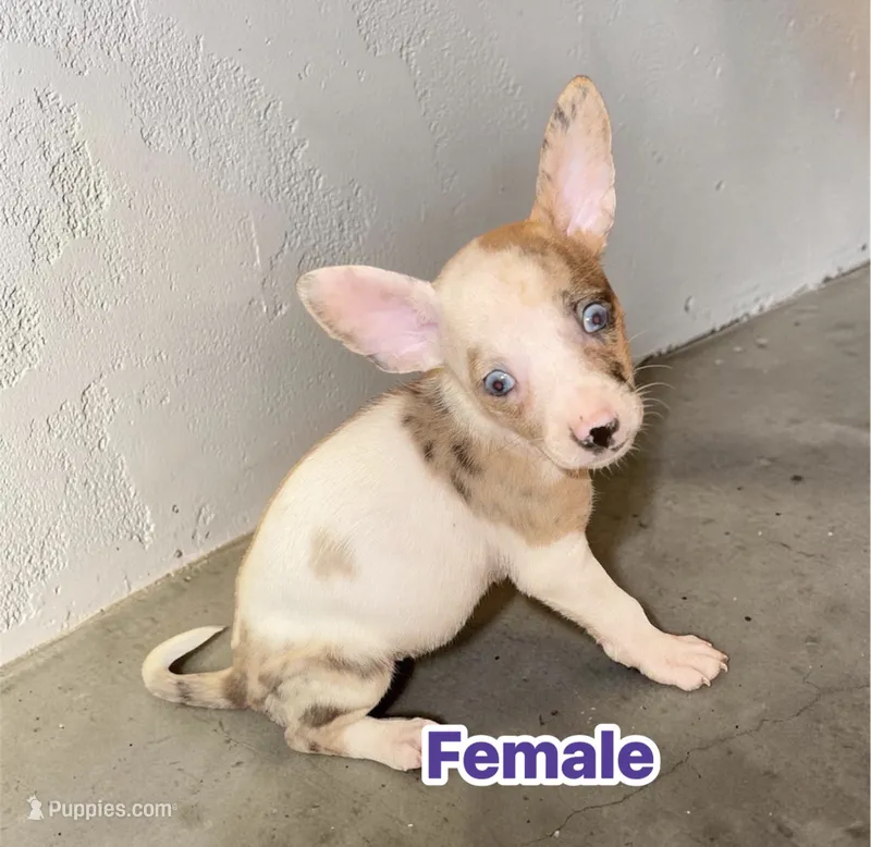 MerLa – French Bulldog, Chihuahua puppy for sale in Gettysburg, PA