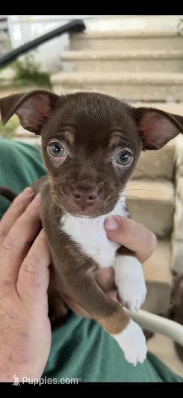 Runt – French Bulldog, Chihuahua puppy for sale in Gettysburg, PA