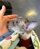 Smudge blue merle, a male Chihuahua for sale in Gettysburg, PA – Photo 8 of 9