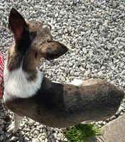Smudge blue merle, a male Chihuahua for sale in Gettysburg, PA – Photo 2 of 9