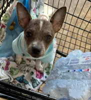 Smudge blue merle, a male Chihuahua for sale in Gettysburg, PA – Photo 3 of 9