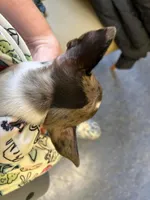 Smudge blue merle, a male Chihuahua for sale in Gettysburg, PA – Photo 5 of 9