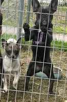 Smudge blue merle, a male Chihuahua for sale in Gettysburg, PA – Photo 9 of 9