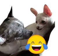 Smudge blue merle, a male Chihuahua for sale in Gettysburg, PA – Photo 6 of 9