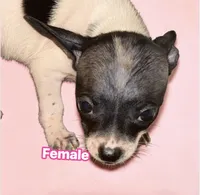 Lucy, a female French Bulldog and Chihuahua for sale in Gettysburg, PA – 2 of 2