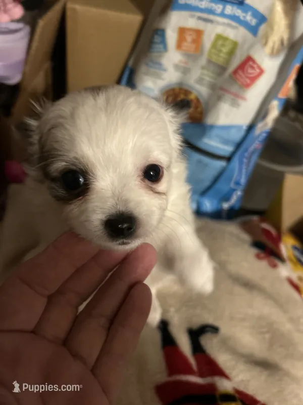 Merlin – Chihuahua puppy for sale in Gettysburg, PA