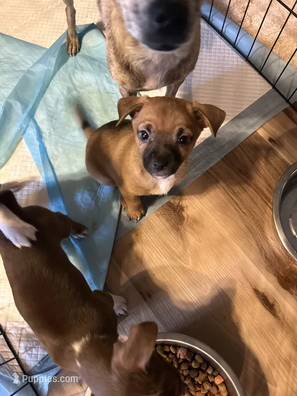 Meek – French Bulldog, Chihuahua puppy for sale in Gettysburg, PA