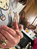 Lou, a male Chihuahua for sale in Gettysburg, PA – 1 of 3