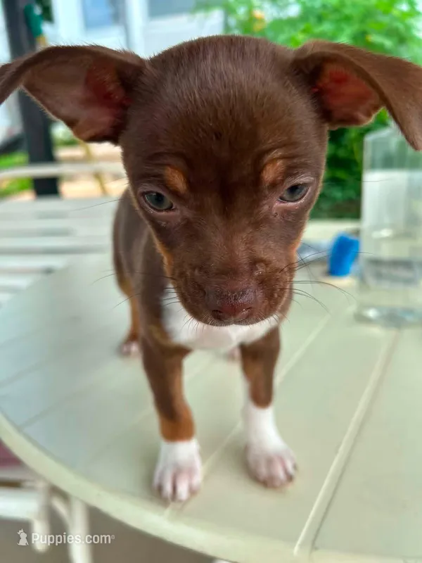 Runt – French Bulldog, Chihuahua puppy for sale in Gettysburg, PA