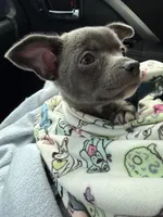 Icon, a male Chihuahua for sale in Gettysburg, PA – Photo 3 of 3