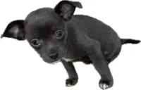 Icon, a male Chihuahua for sale in Gettysburg, PA – Photo 2 of 3