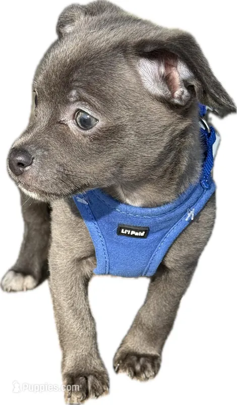 Icon – Chihuahua puppy for sale in Gettysburg, PA