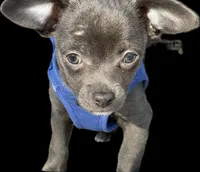 Icon, a male Chihuahua for sale in Gettysburg, PA – Photo 2 of 2