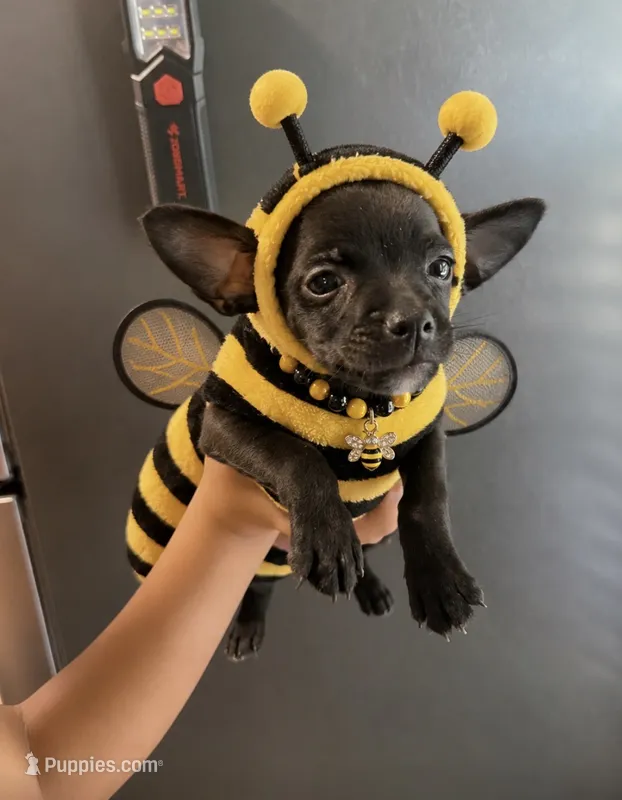 Stormie – French Bulldog, Chihuahua puppy for sale in Gettysburg, PA