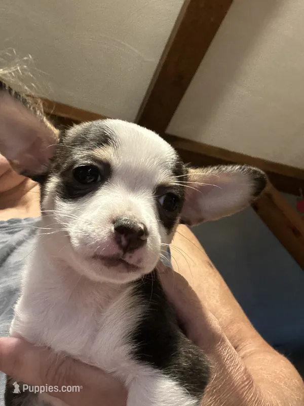 Bri – French Bulldog, Chihuahua puppy for sale in Gettysburg, PA