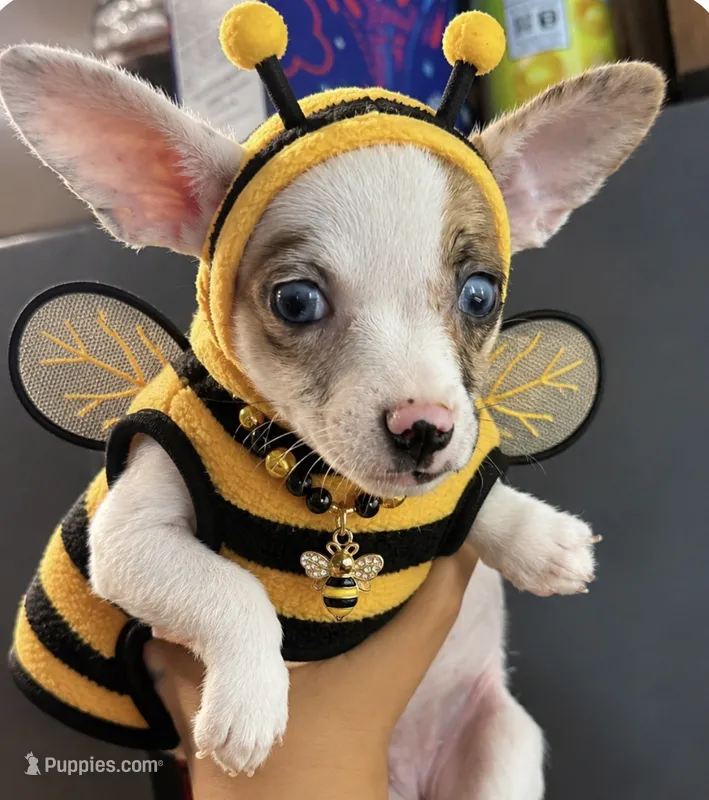 MerLa – French Bulldog, Chihuahua puppy for sale in Gettysburg, PA