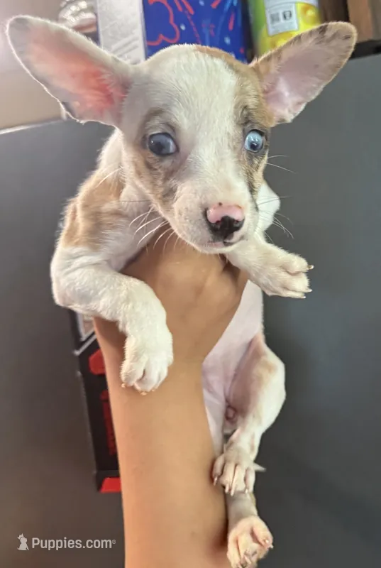 MerLa – French Bulldog, Chihuahua puppy for sale in Gettysburg, PA