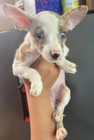 MerLa, a female French Bulldog and Chihuahua for sale in Gettysburg, PA – 1 of 2