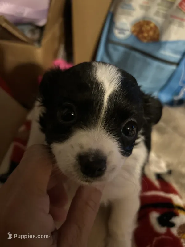 Mellie( long coat) – Chihuahua puppy for sale in Gettysburg, PA