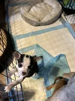 Bri, a female French Bulldog and Chihuahua for sale in Gettysburg, PA – 2 of 3