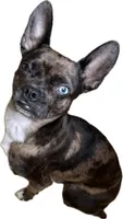 Puzzle , a male French Bulldog and Chihuahua for sale in Gettysburg, PA – 1 of 3
