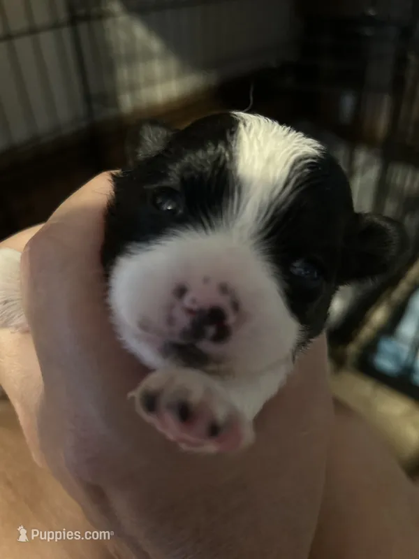 Mellie( long coat) – Chihuahua puppy for sale in Gettysburg, PA