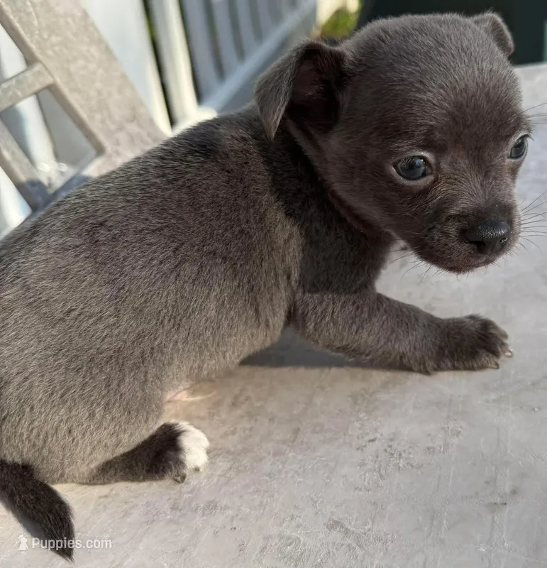 Icon – Chihuahua puppy for sale in Gettysburg, PA