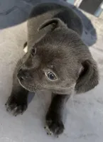 Icon, a male Chihuahua for sale in Gettysburg, PA – Photo 2 of 2