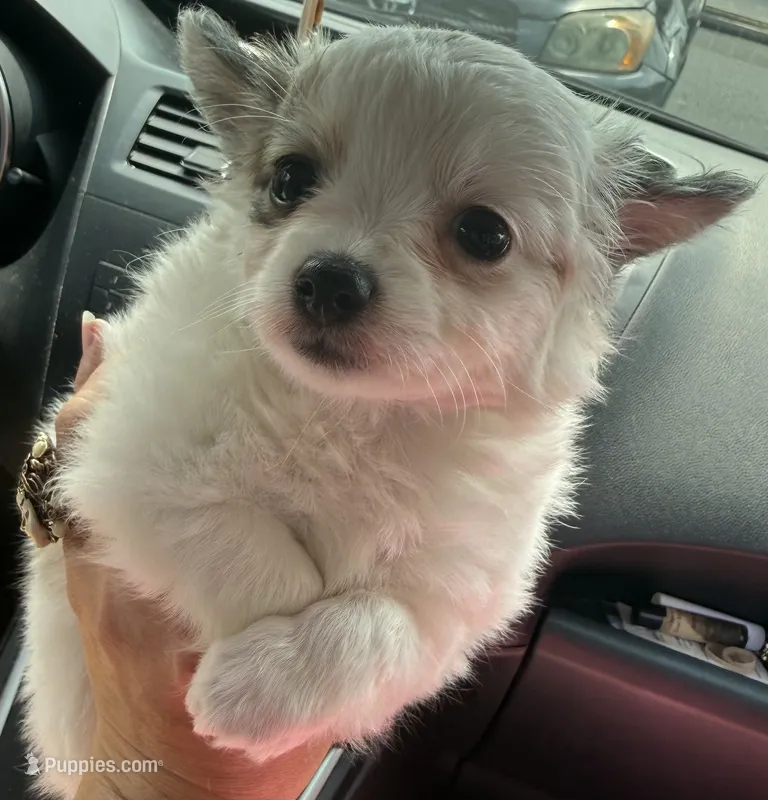 Merlin – Chihuahua puppy for sale in Gettysburg, PA