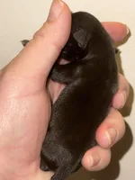 (Pending)Chocolate blue, a female Chihuahua for sale in Gettysburg, PA – Photo 2 of 4