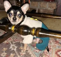 (Pending)Chocolate blue, a female Chihuahua for sale in Gettysburg, PA – Photo 3 of 4